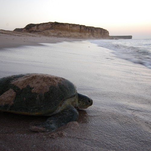 Oman 2 copy
